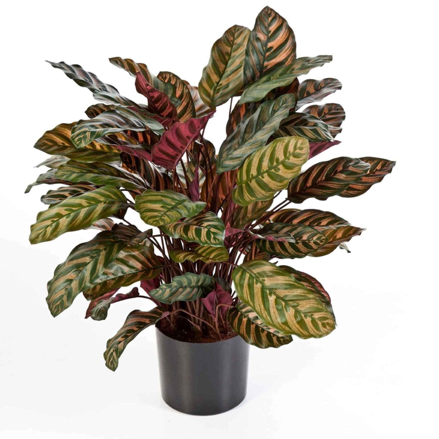 Calathea Red umělá