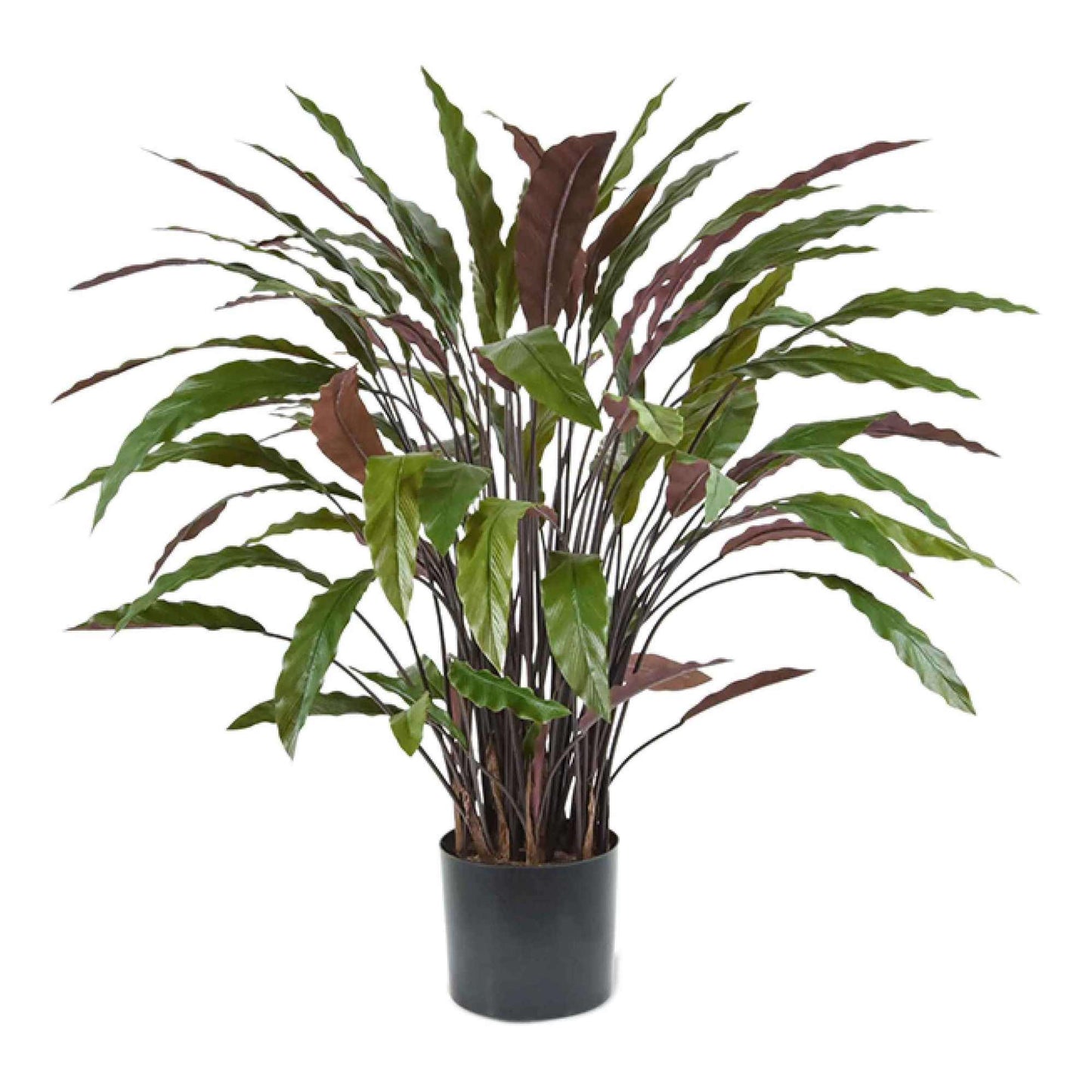 Calathea Rufibarba umělá