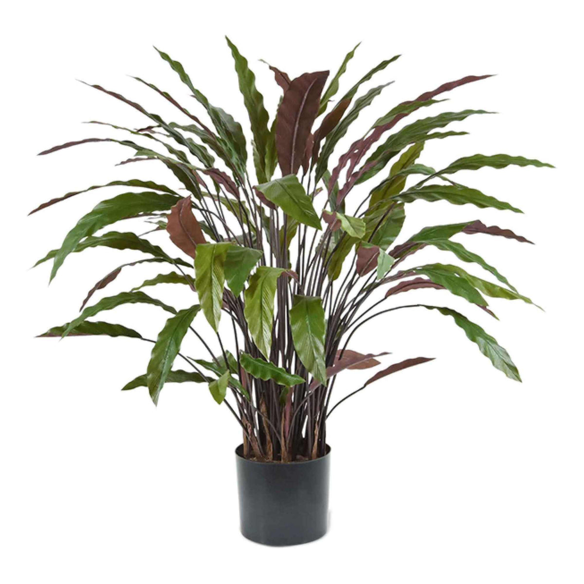 Calathea Rufibarba umělá