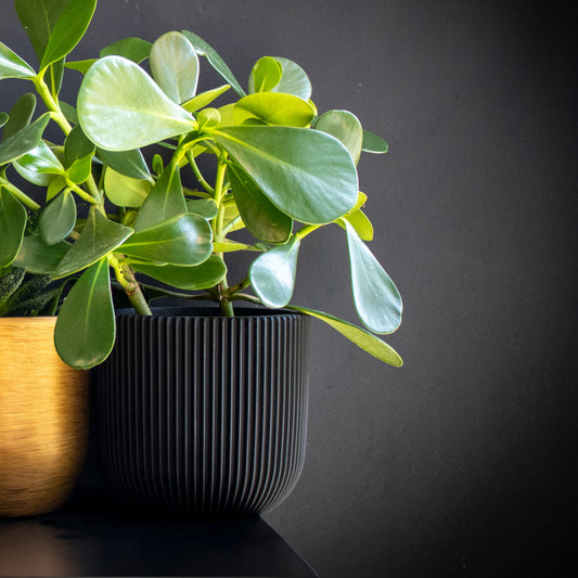 Capi Nature Groove Vase Ball Intense Black