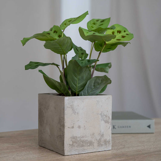 Concrete Grace