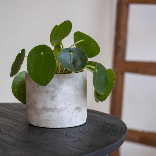 Concrete Lukas