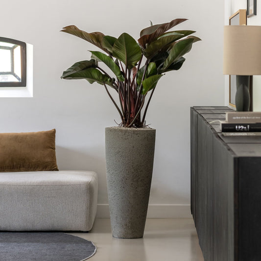 Dax Dioriet Grey