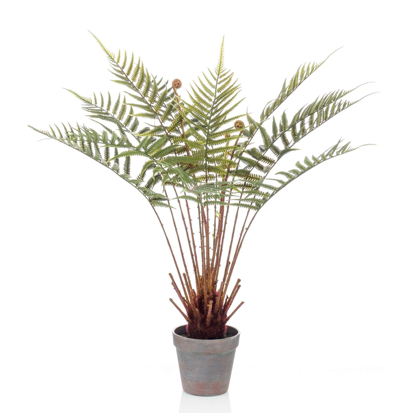 Dicksonia umělá