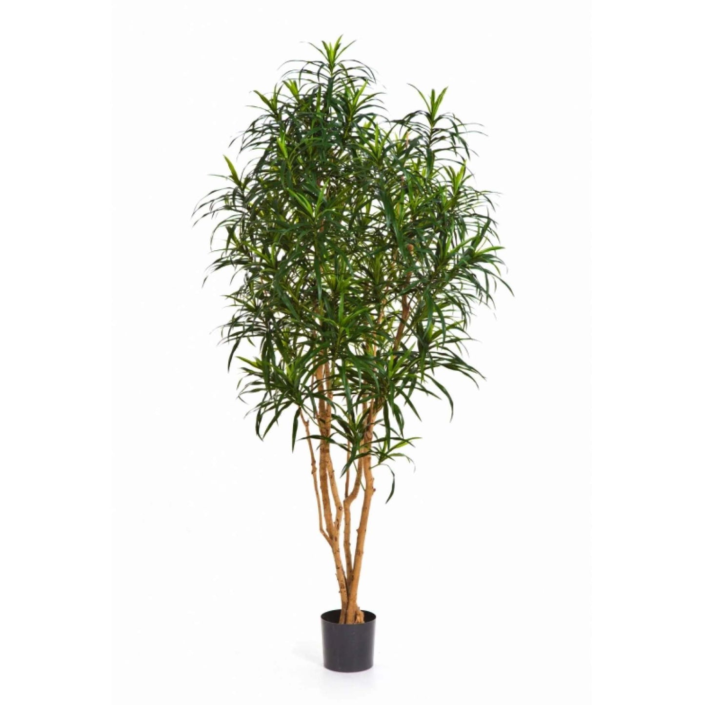 Dracaena Anita umělá