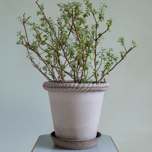 Emilia RAW Grey