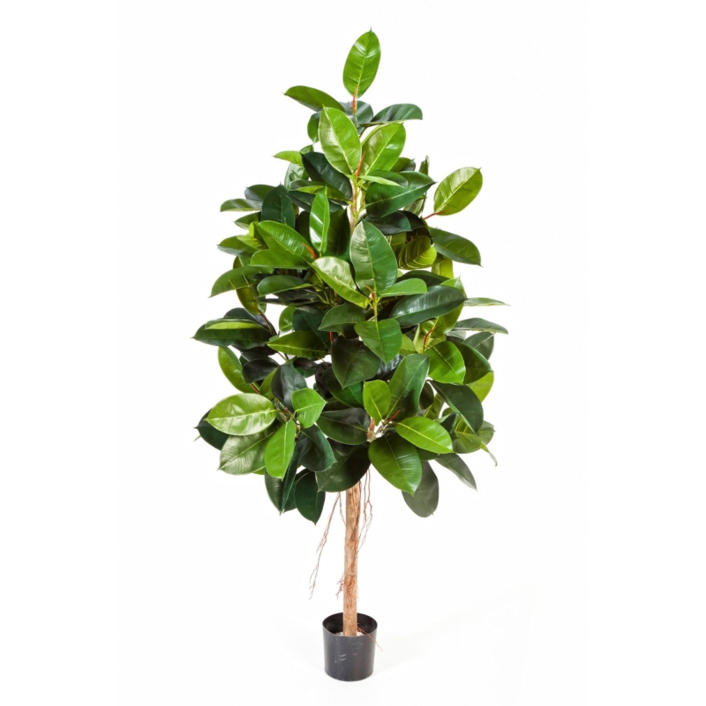 Ficus Elastica umělý