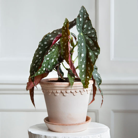 Københavner RAW Rosa