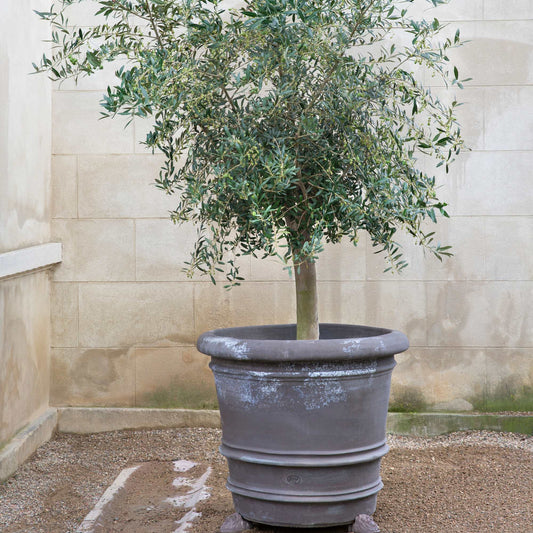 Lucca RAW Grey