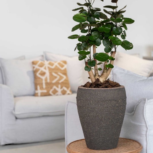 Ares Umber Brown