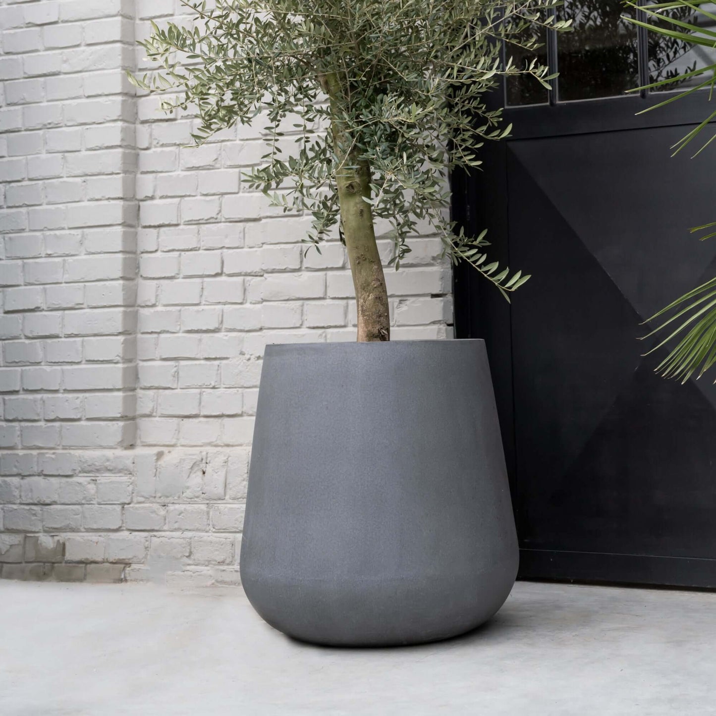 Pax Grey