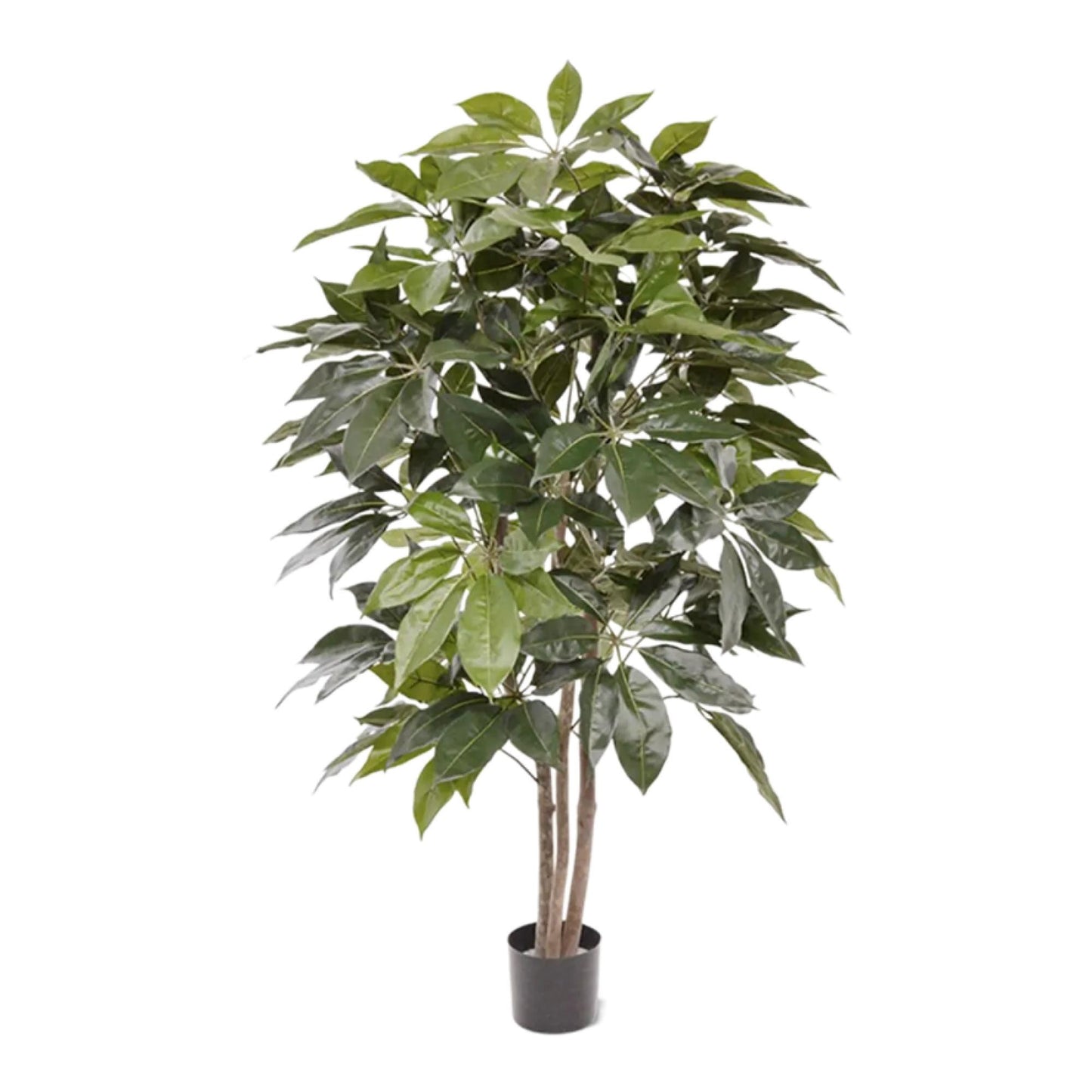 Schefflera Actinophylla Amate umělá