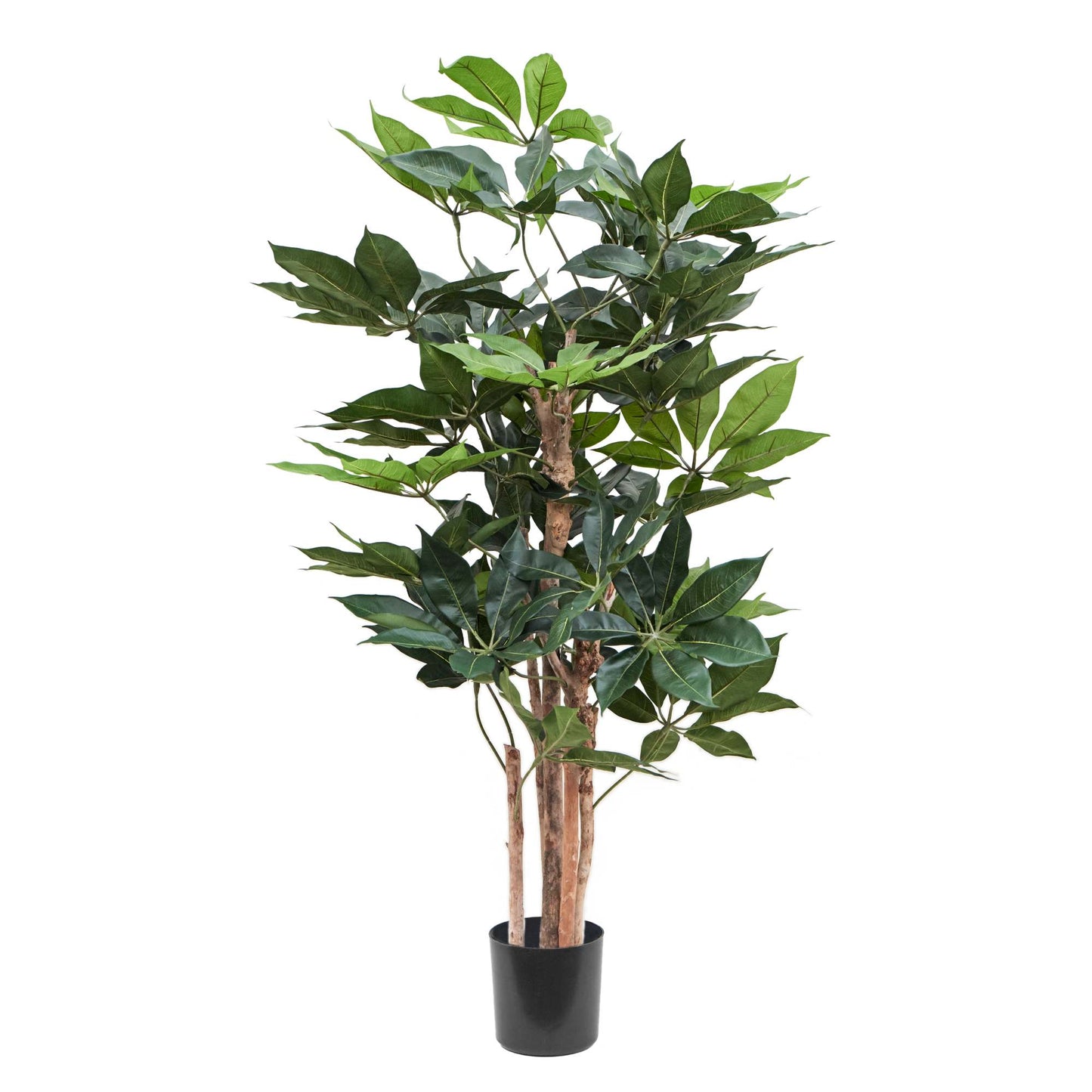 Schefflera umělá