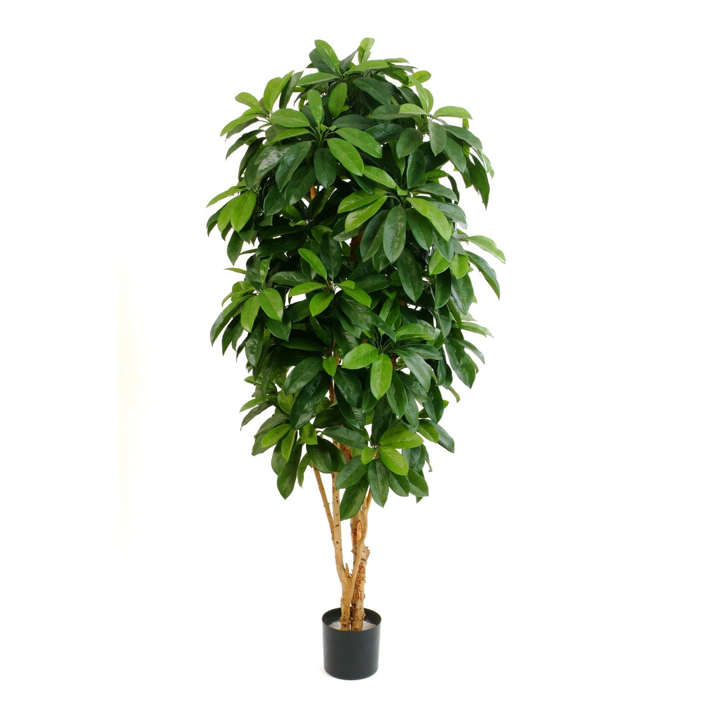 Schefflera umělá