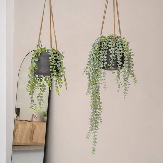 Senecio umělá