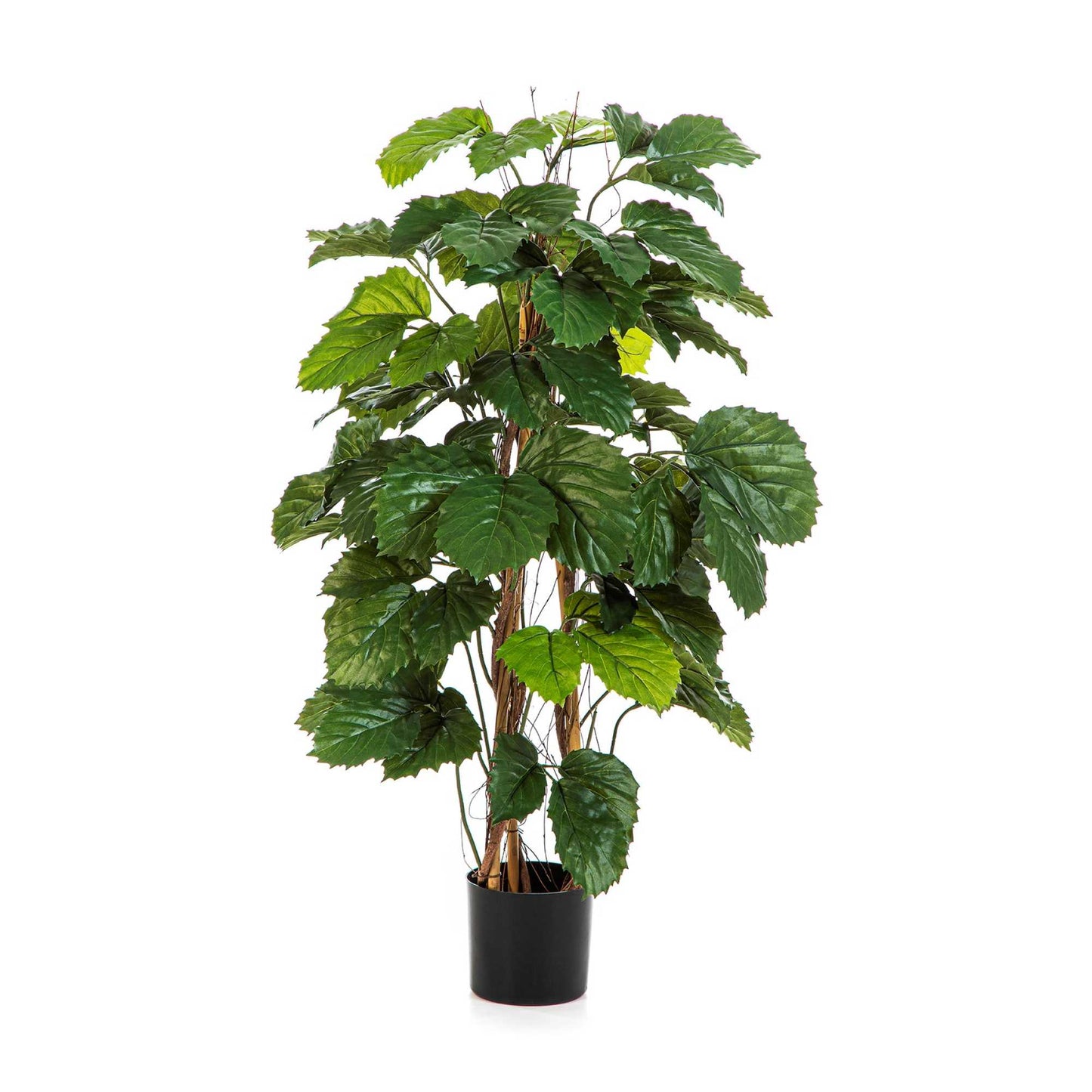Tetrastigma umělý