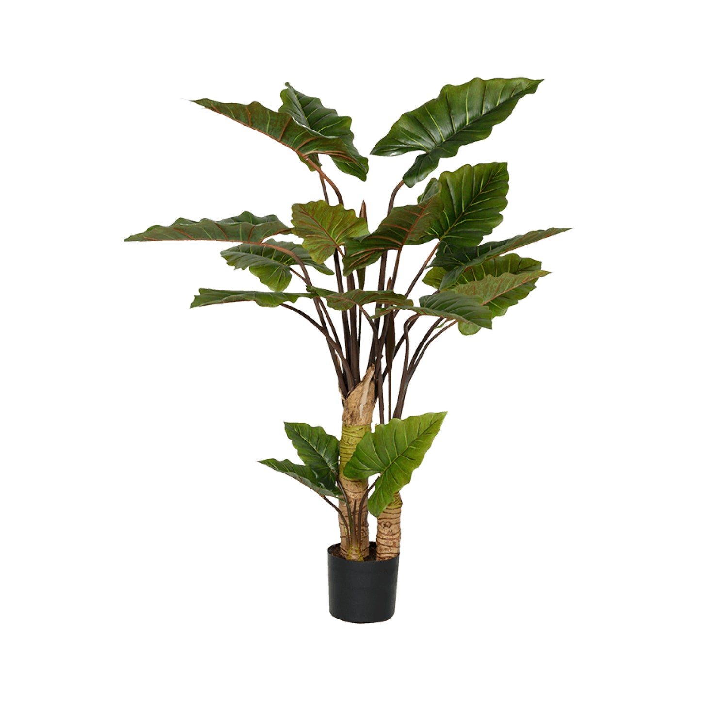 Alocasia umělá