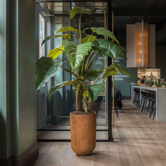 Alocasia umělá