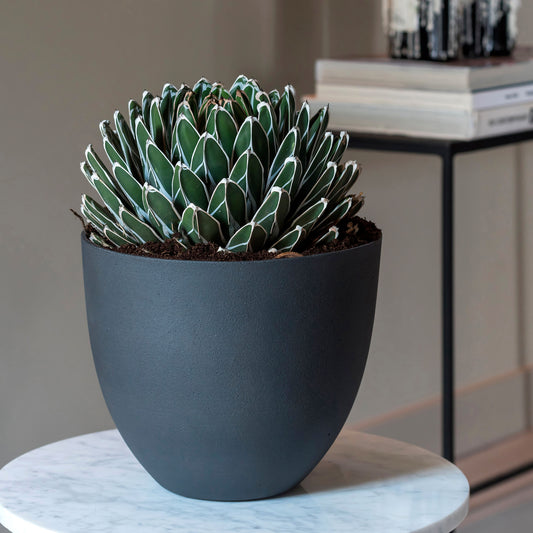 Coral Pine Green