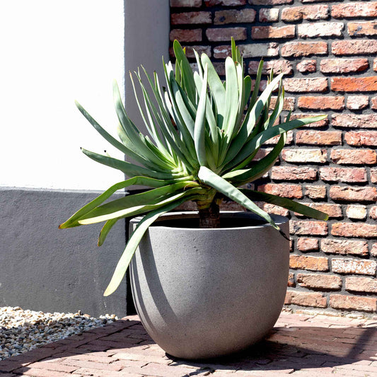 Grigio New Egg Pot Natural Concrete