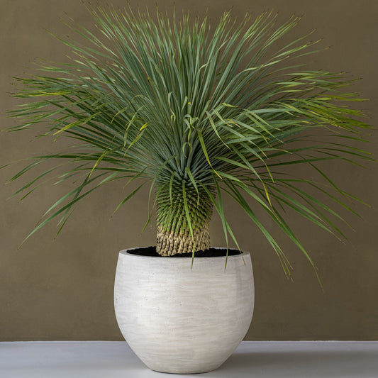 Jumbo Orb Ivory Washed