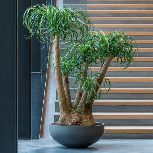 Morgana Pine Green