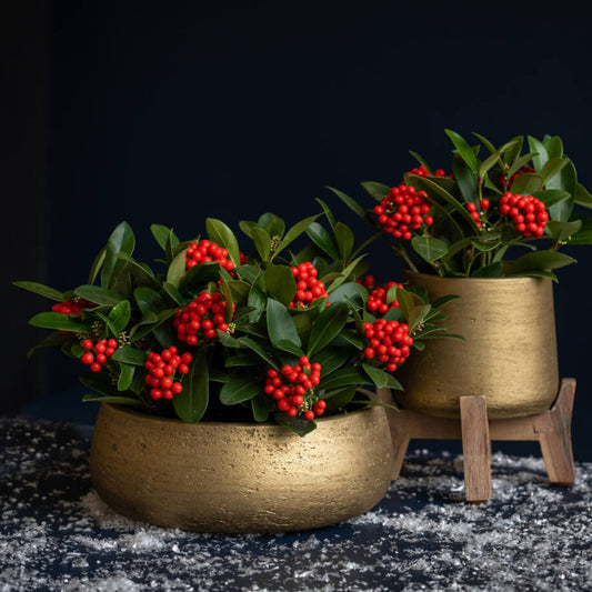 Patt Metallic Gold