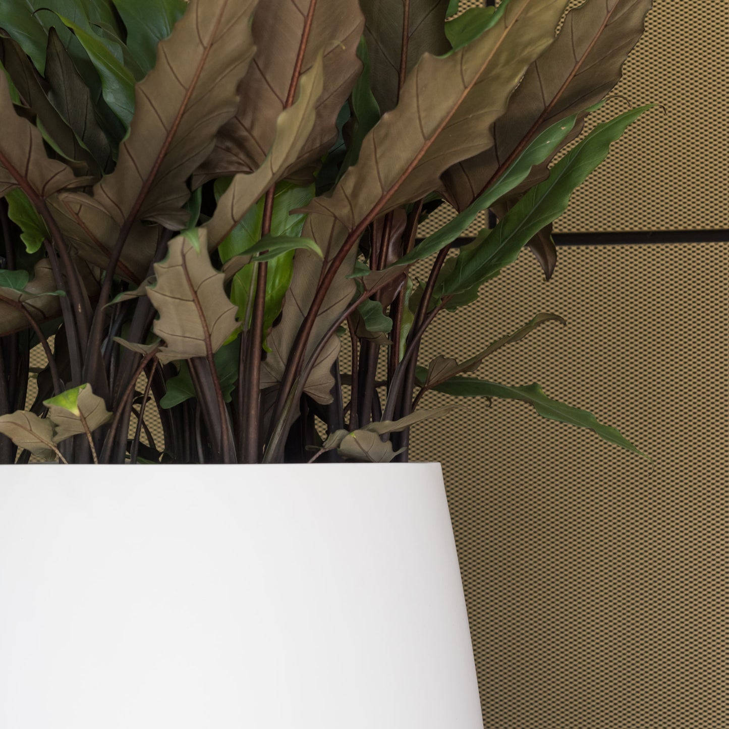 Pax Matte White