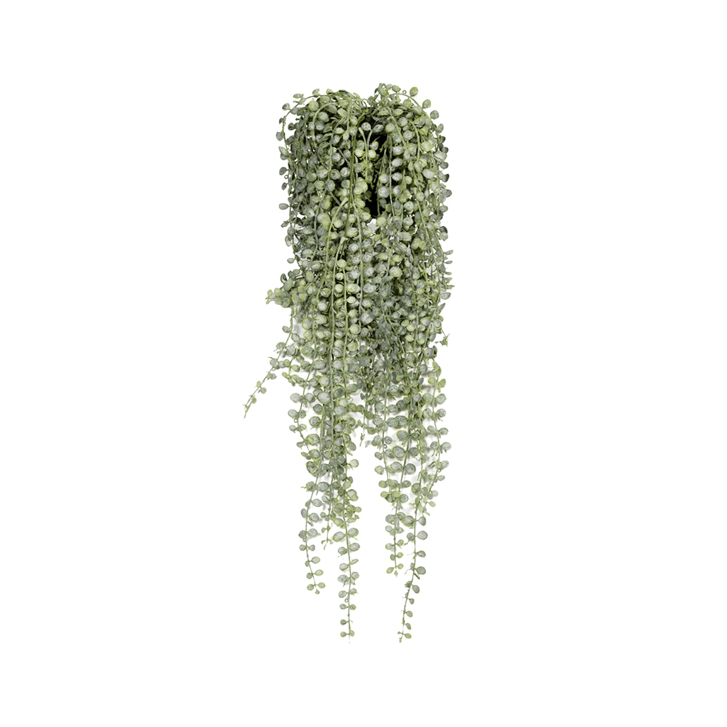 Senecio umělá
