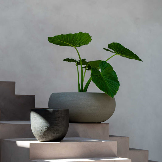 Terreno New Egg Pot Low Earth