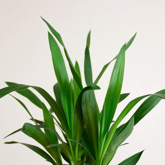 Yucca elephantipes "XXL" průměr 40, 160cm