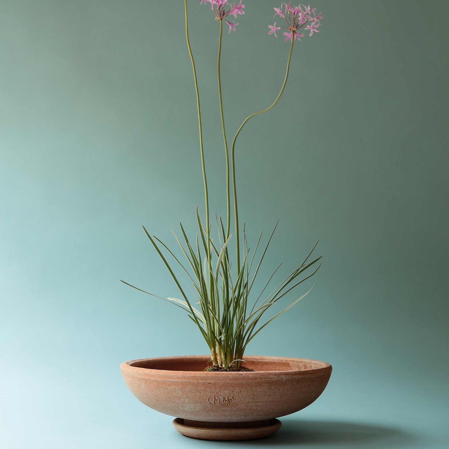 Ada RAW Rosa