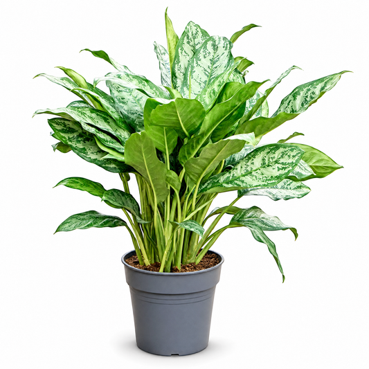 Aglaonema 'Chantal' 80 cm