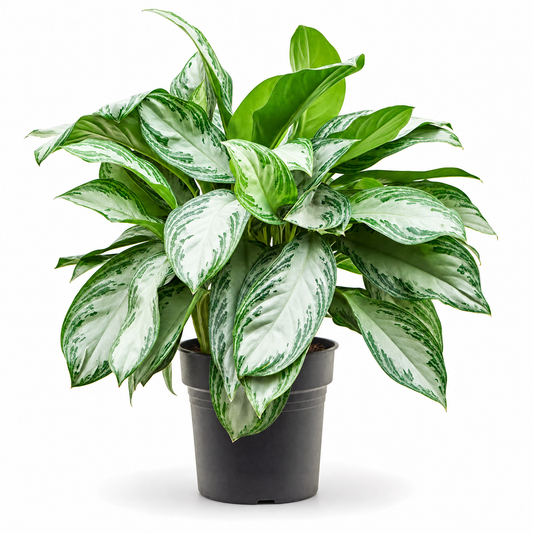Aglaonema 'Silver Bay' 70 cm