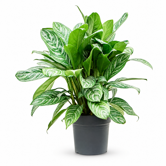 Aglaonema 'Stripes' 80 cm