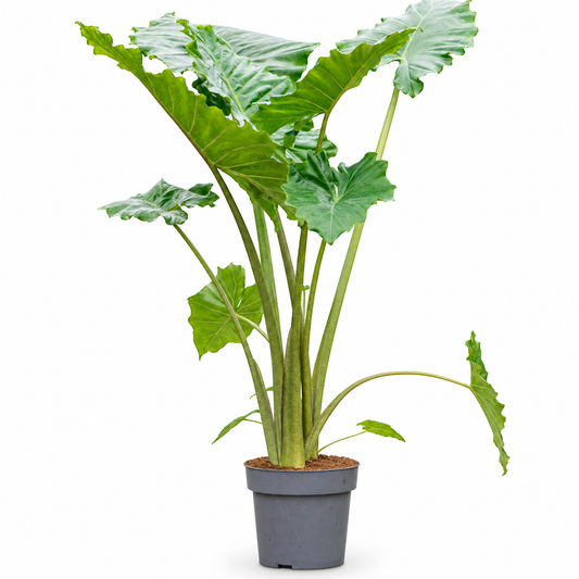 Alocasia 'Portodora' 140 cm