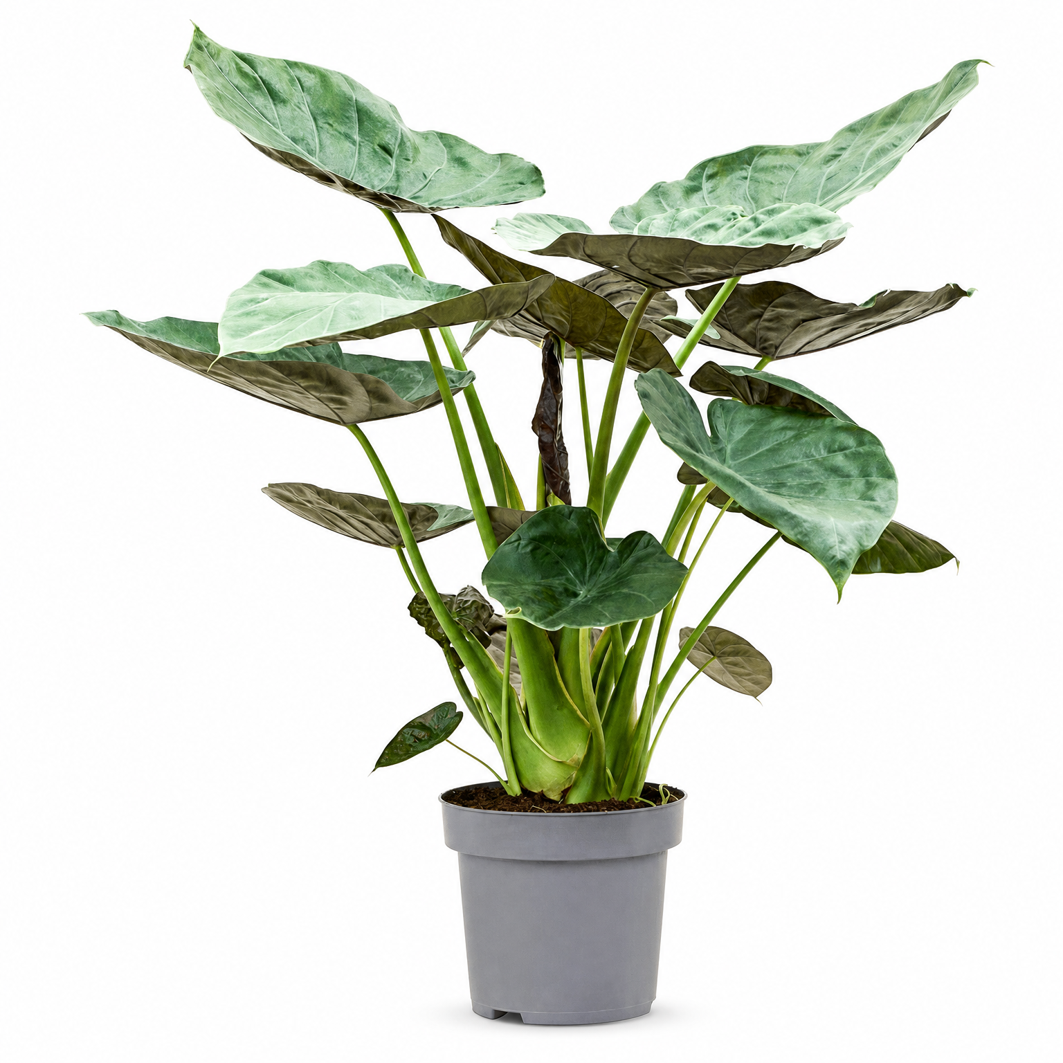 Alocasia Wentii 130 cm