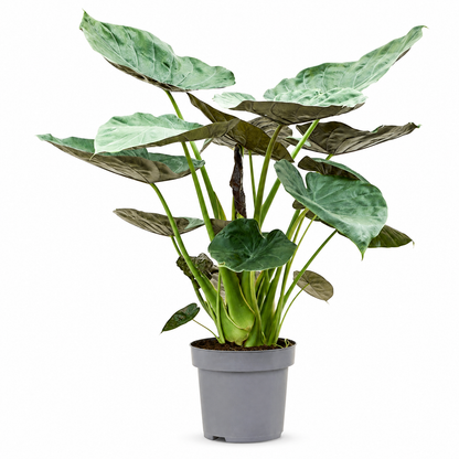 Alocasia Wentii 130 cm