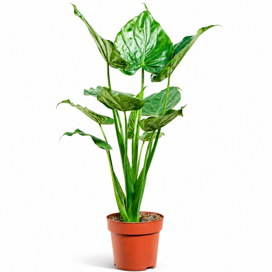 Alocasia cucullata 100 cm