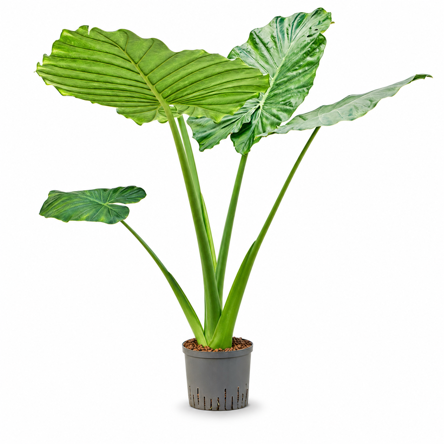 Alocasia macrorrhizos 90 cm