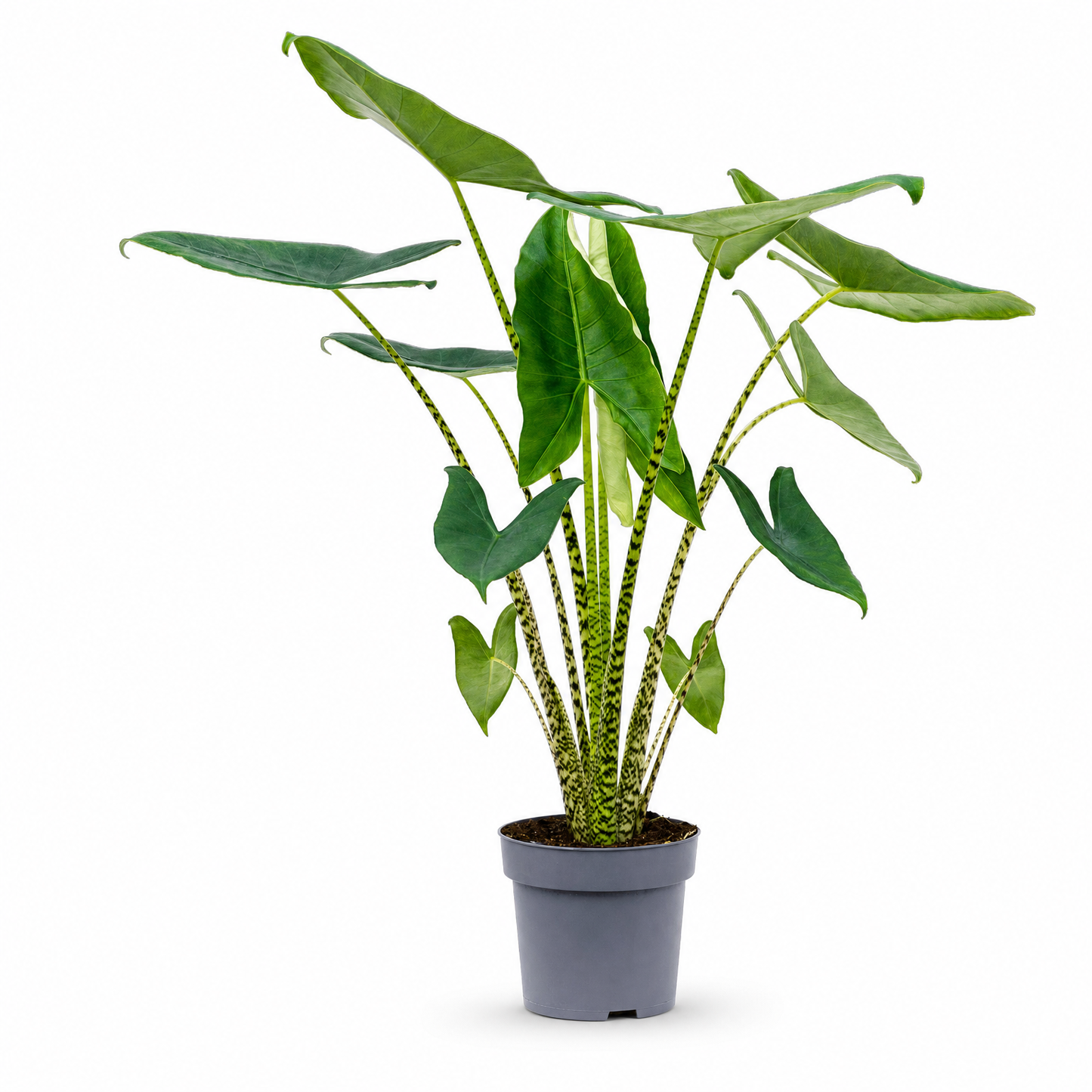 Alocasia zebrina 105 cm