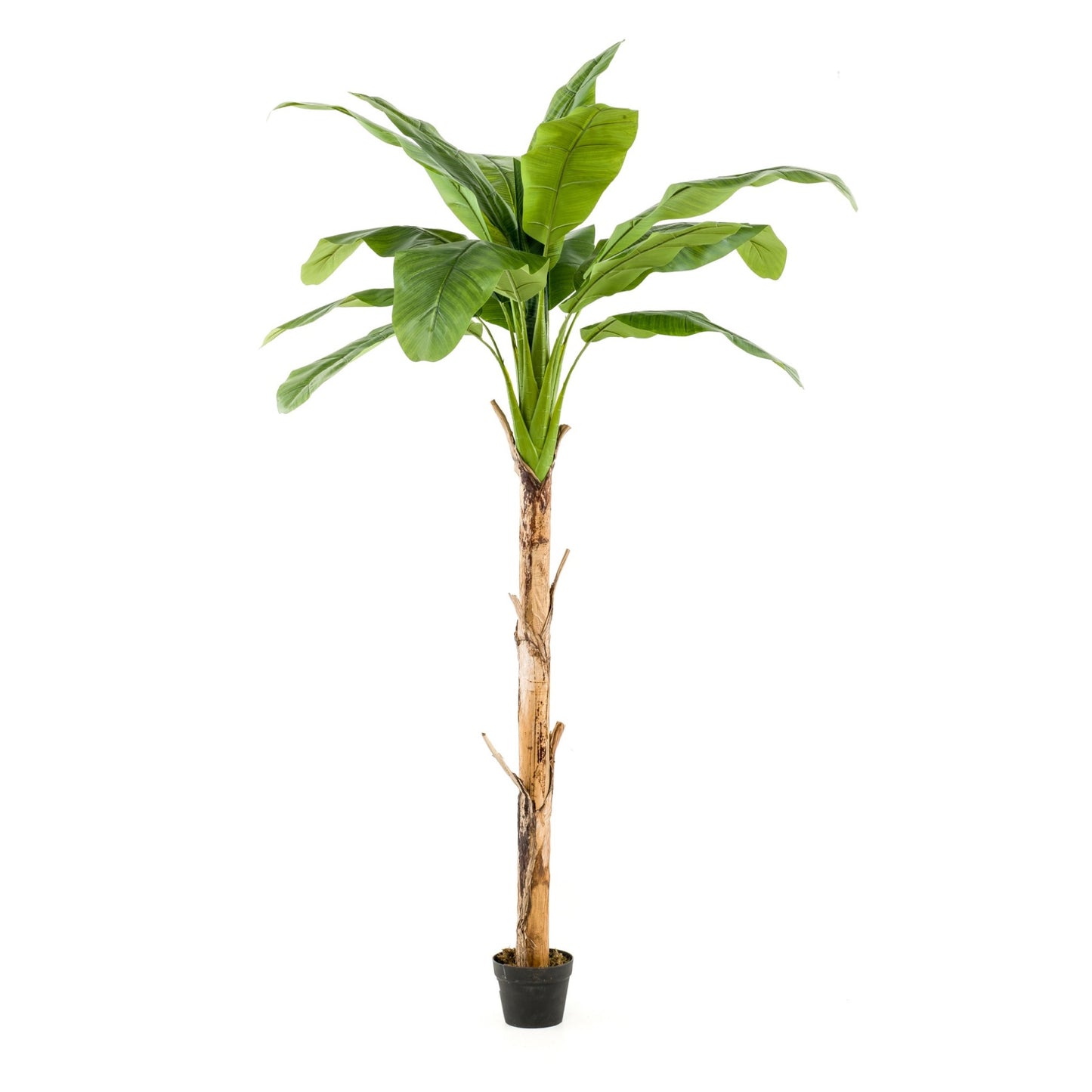 Banánovník umělý