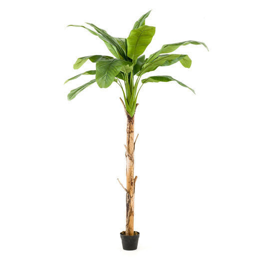 Banánovník umělý