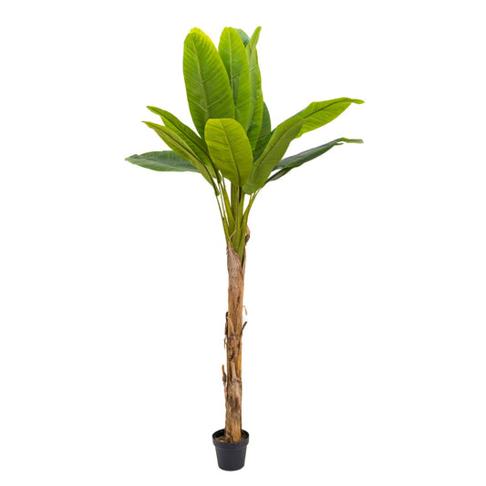 Banánovník umělý