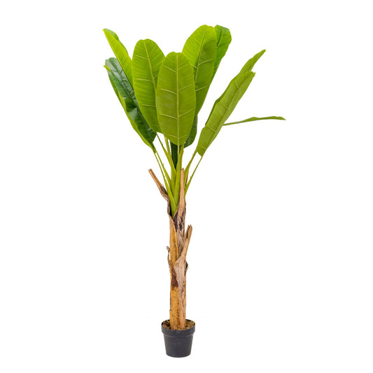 Banánovník umělý