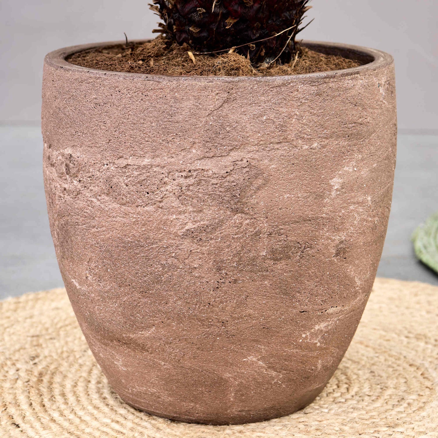 Baq Algar Couple Brown