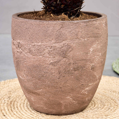 Baq Algar Couple Brown