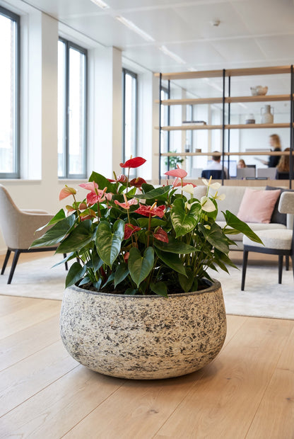 Baq Atlas Bowl White