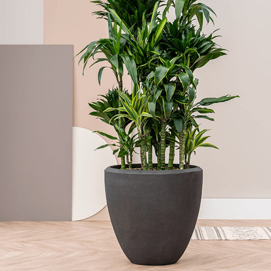 Baq Polystone Plain Couple Smoke