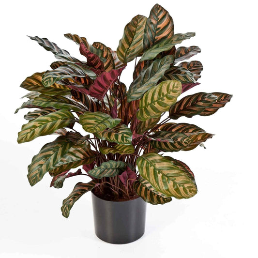 Calathea Red umělá